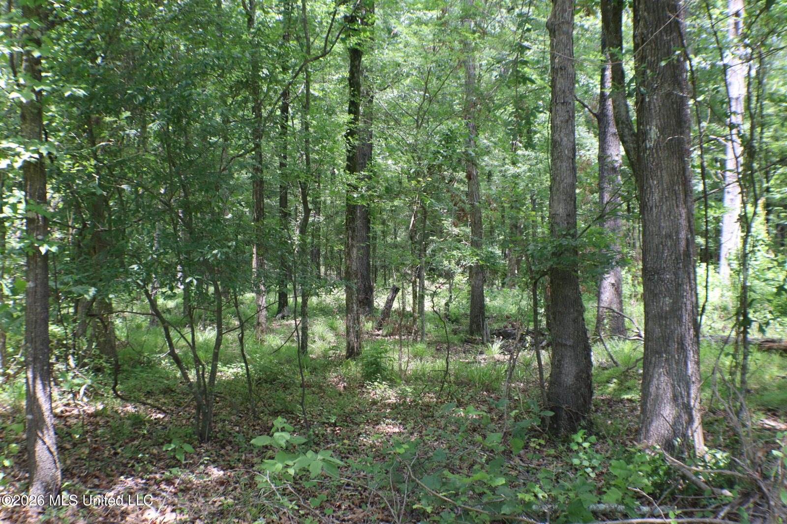 Vine Drive, Brandon, MS 39047