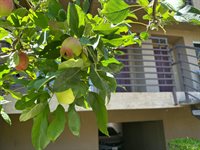 1152 Pear Tree Lane, Napa, CA 94558