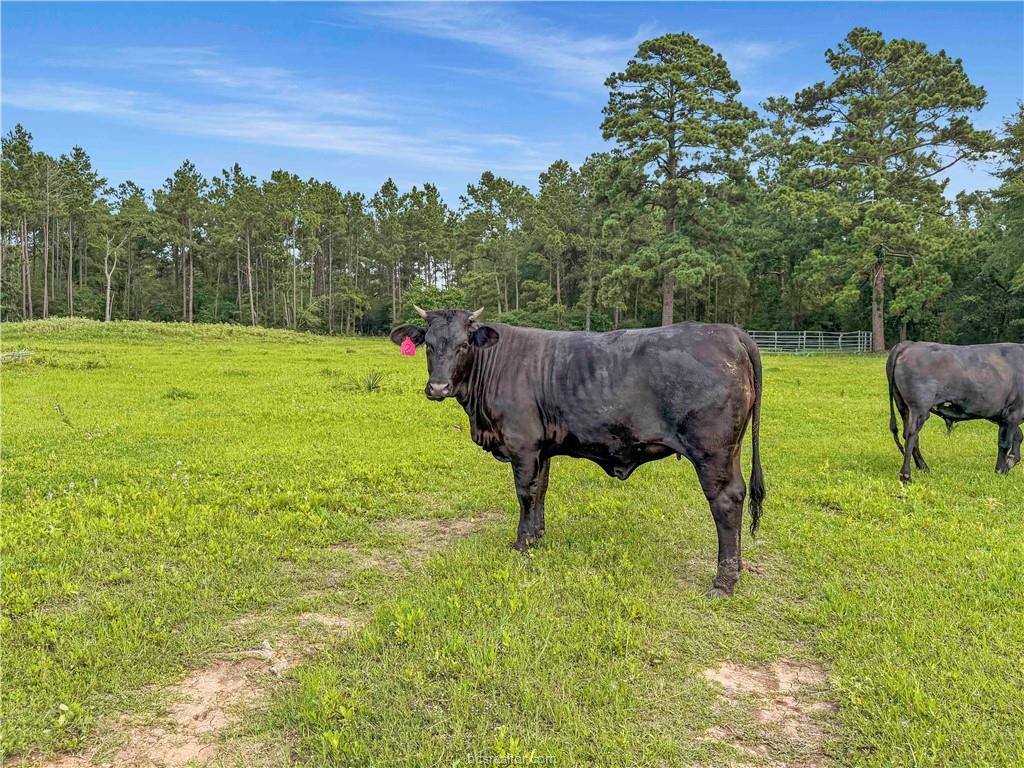 6779 County Road 215, Anderson, TX 77830