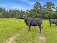 6779 County Road 215, Anderson, TX 77830