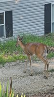 209 Greenbay Terrace, Sunrise Beach, MO 65079