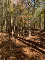 17+ac T.C. Walker Rd (Off of). Rt. 629 Lane, Gloucester, VA 23061
