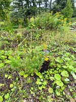 586 Robinson Road, Blaine, ME 04734