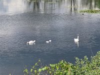 4800 Chestnut Springs Drive, Genoa Township, MI 48843