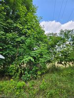 00 Musson Road, Oceola Township, MI 48855